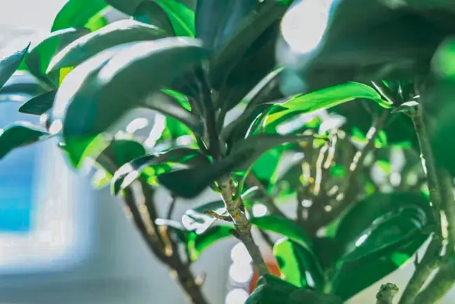 Plante verte en gros plan